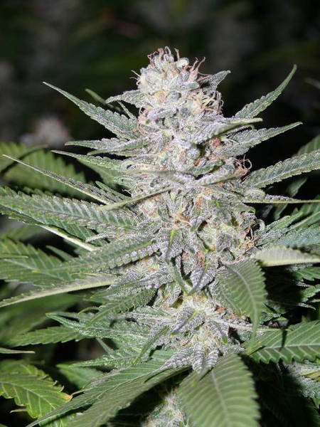 An image of Blueberry Hashplant