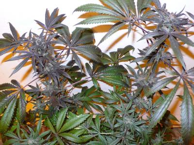 An image of Bubba Kush x Pakistani Sativa