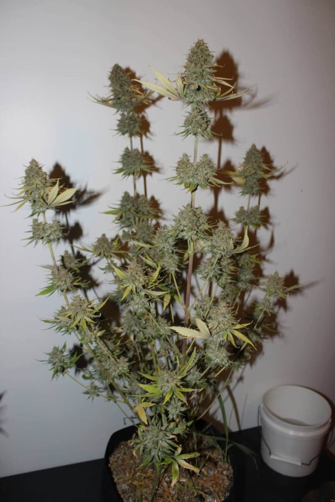 An image of Cherry Trance