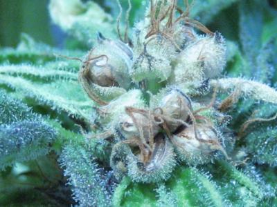 An image of Deep Chunk x Malawi Gold