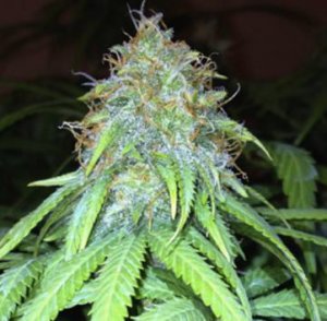 An image of Mango Hashplant