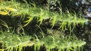 An image of Nepali Watermelon Hashplant