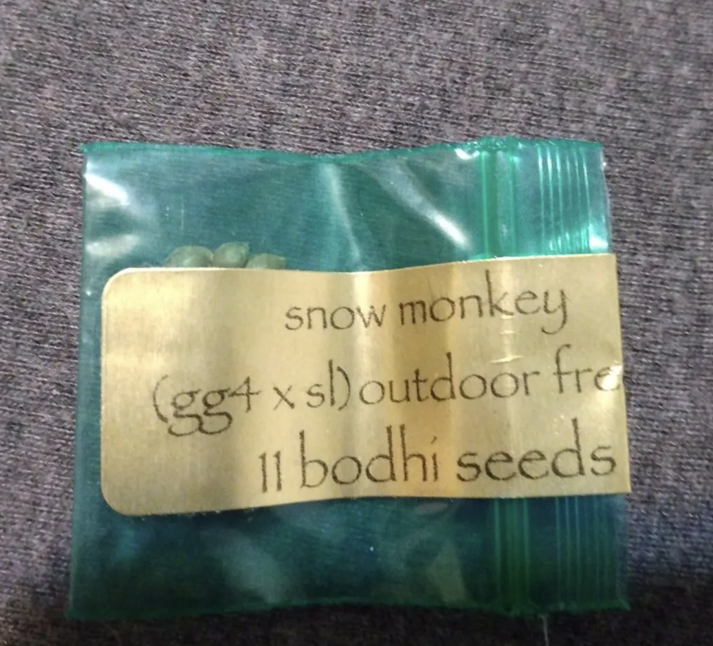 An image of Snow Monkey