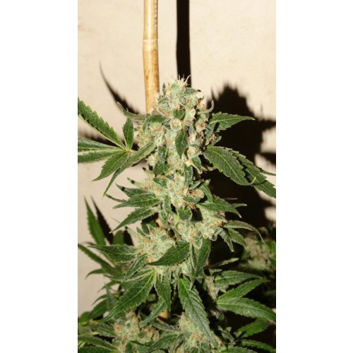 An image of The Fuzz