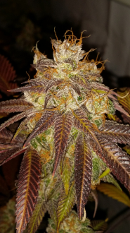 An image of Medical Kosher Ghost