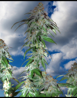 An image of Medical Mendobog Widow