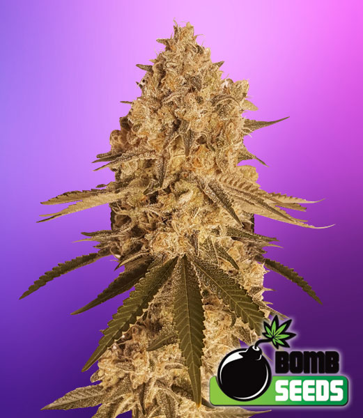 An image of Baked Bomb