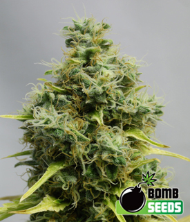 An image of Big Bomb