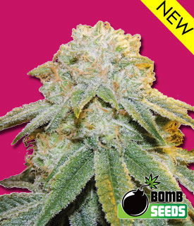 An image of Bubble Bomb