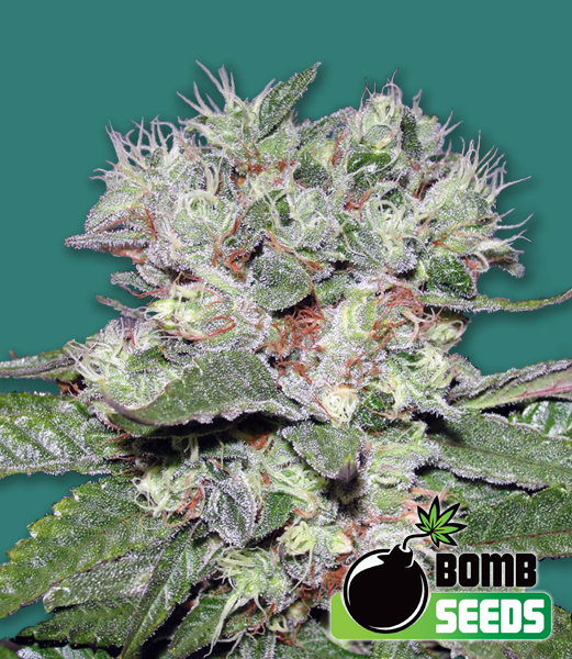 An image of CBD Bomb