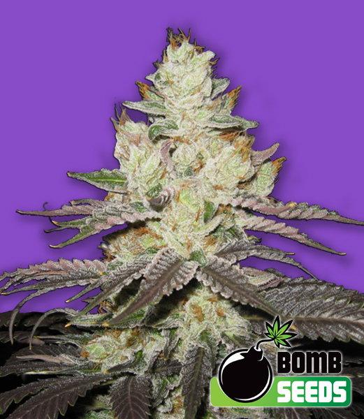 An image of Killer Purps