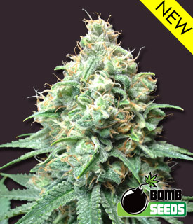 An image of Kush Bomb