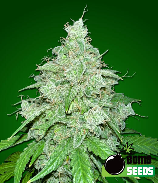 An image of THC Fritters Auto