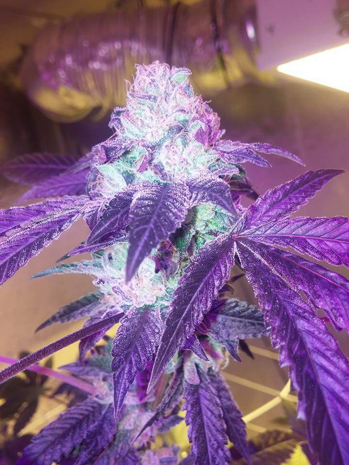 An image of Icaris OG