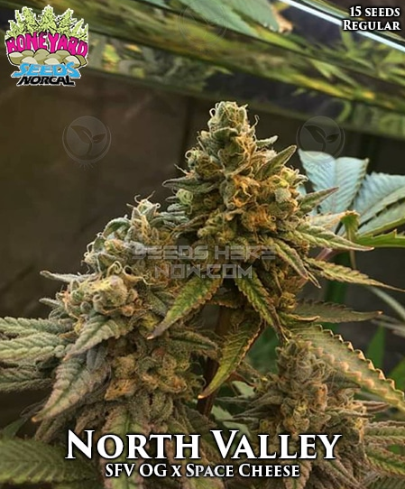 An image of North Valley
