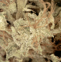 An image of Rock Star