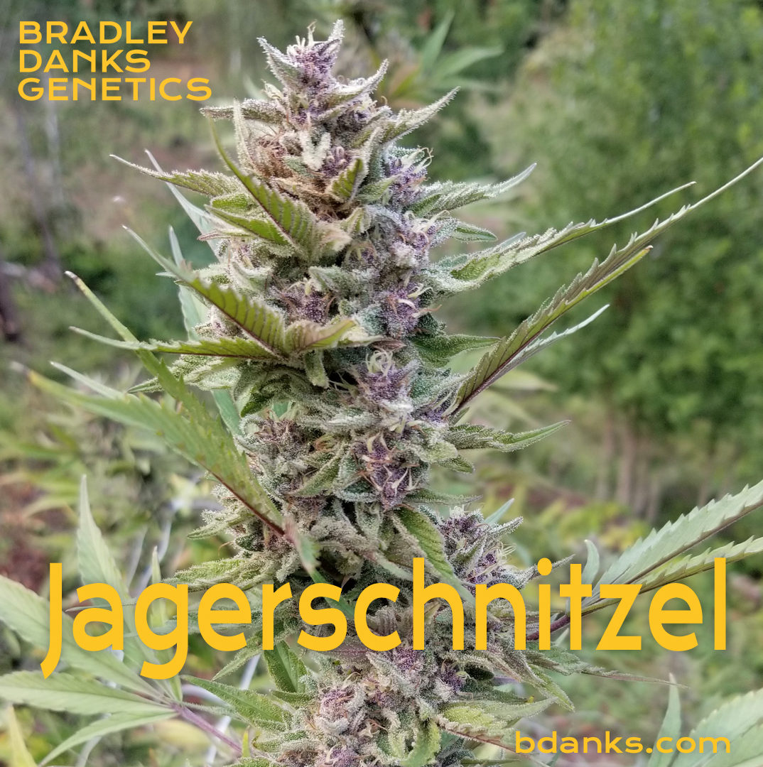An image of Jagerschnitzel Bx3