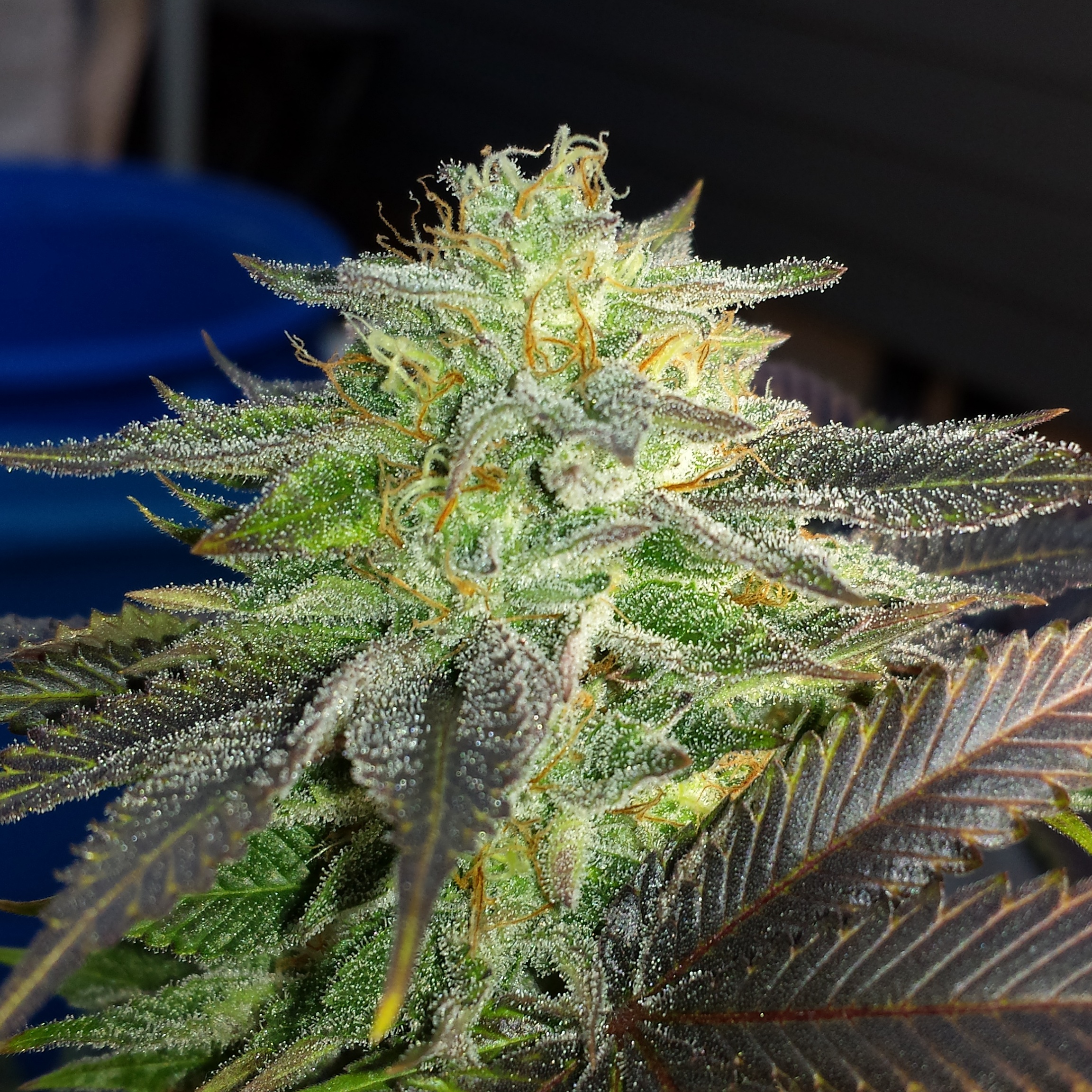 An image of Macob Kush
