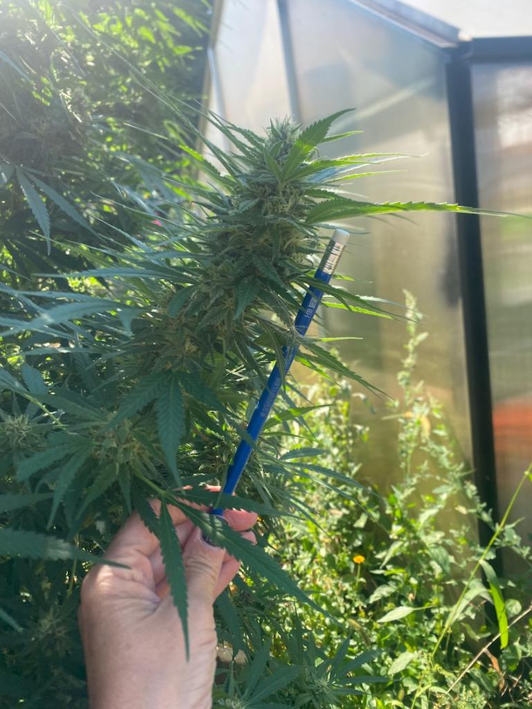 An image of Cindyberry OG