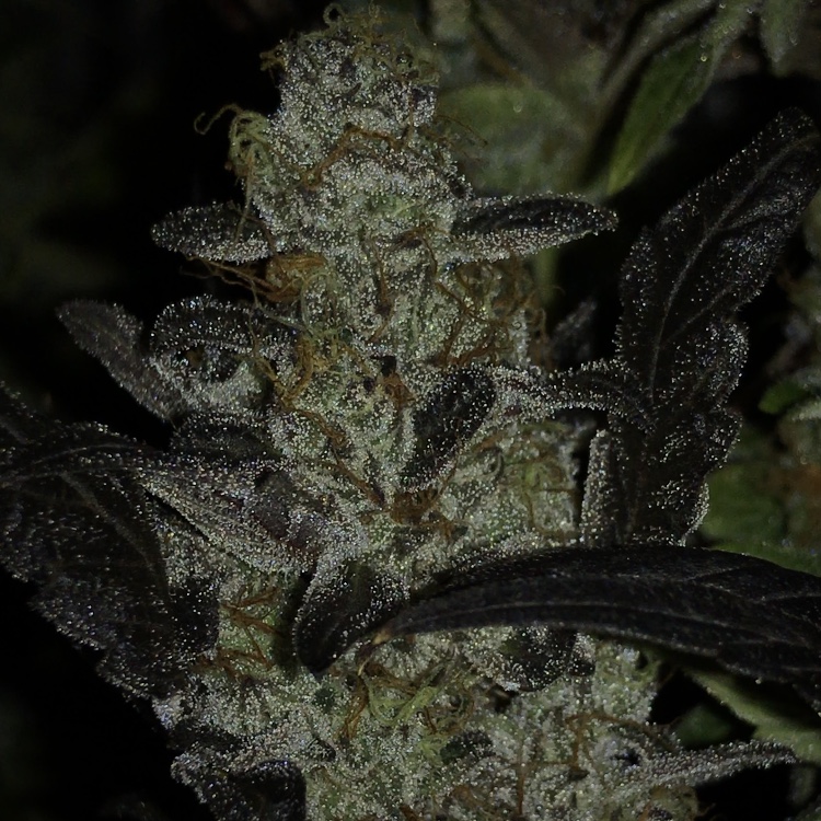 An image of Candy Floss