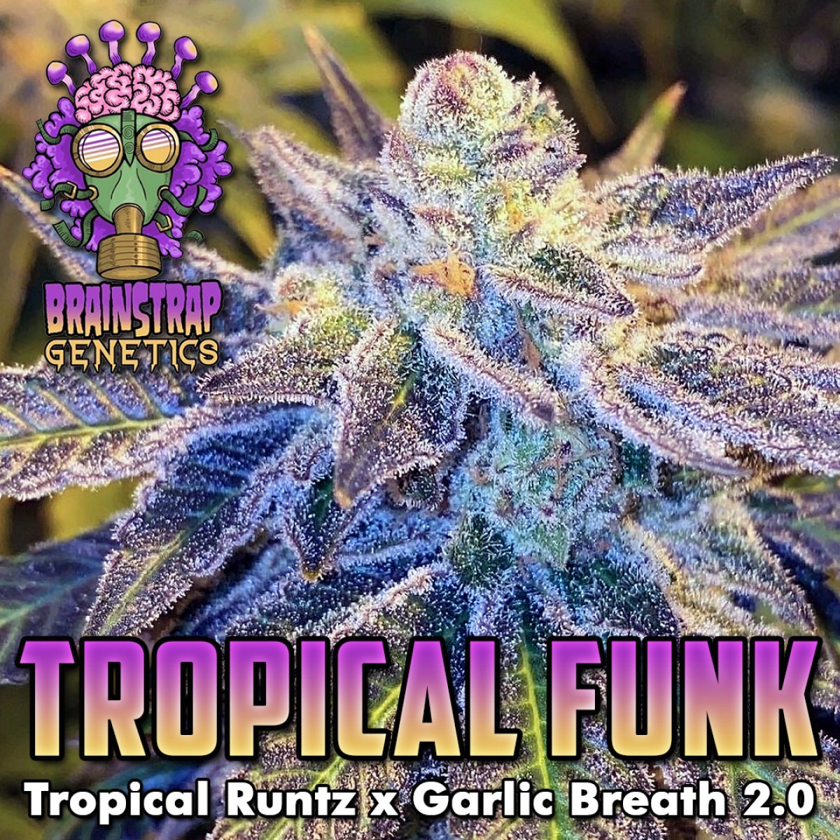 An image of Tropical Funk