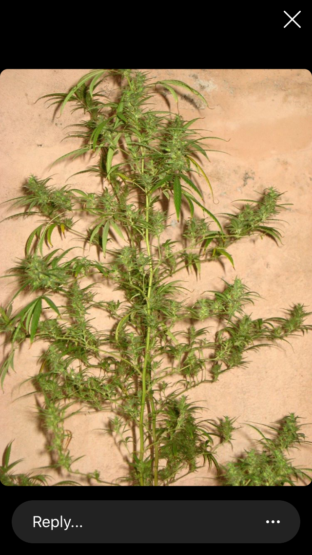 An image of Pernambuco Gold