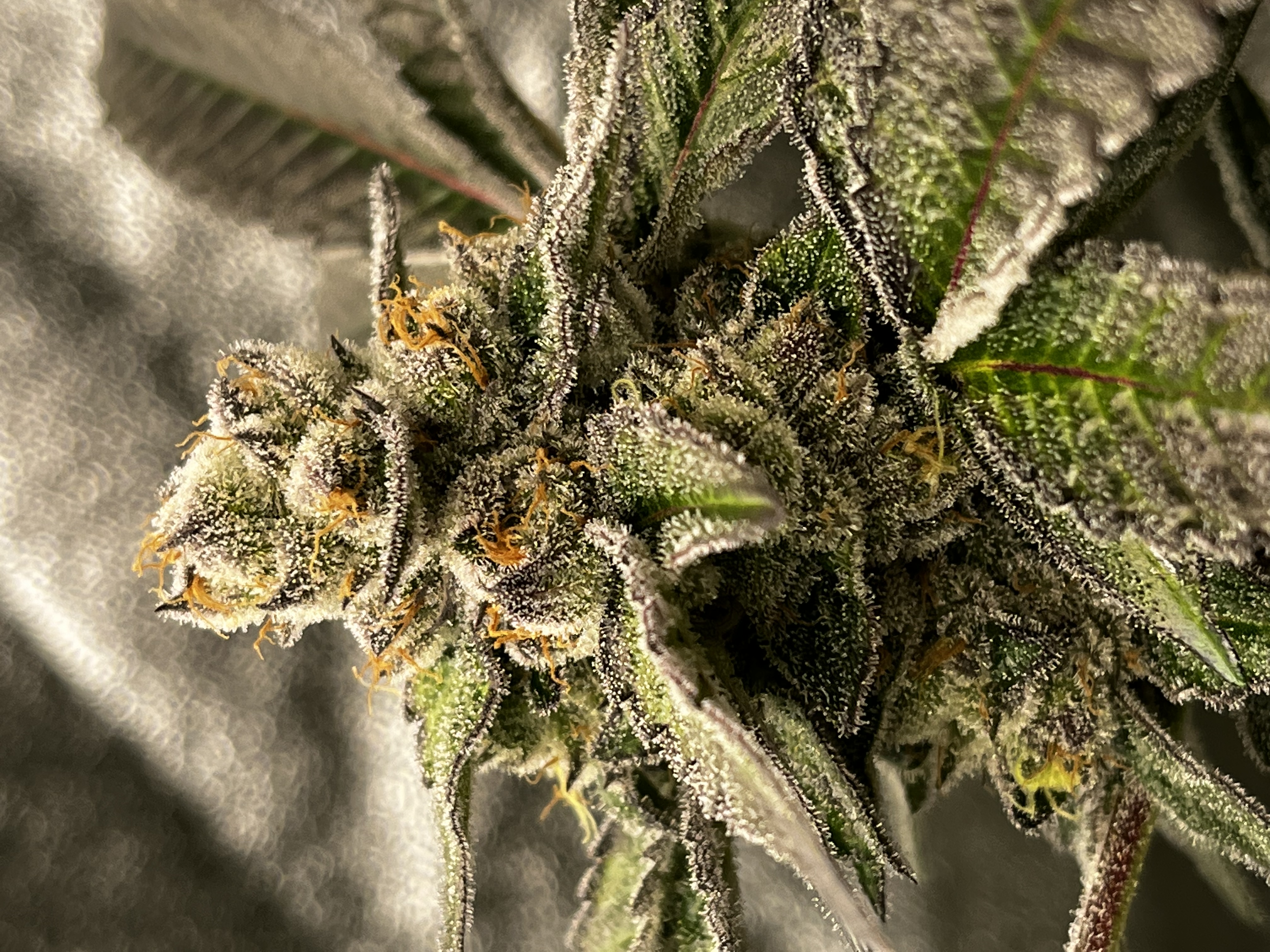 An image of Island Treatz
