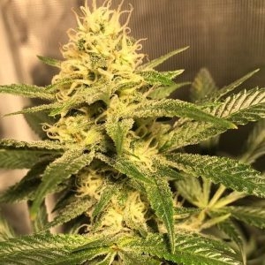 An image of Citrus City OG