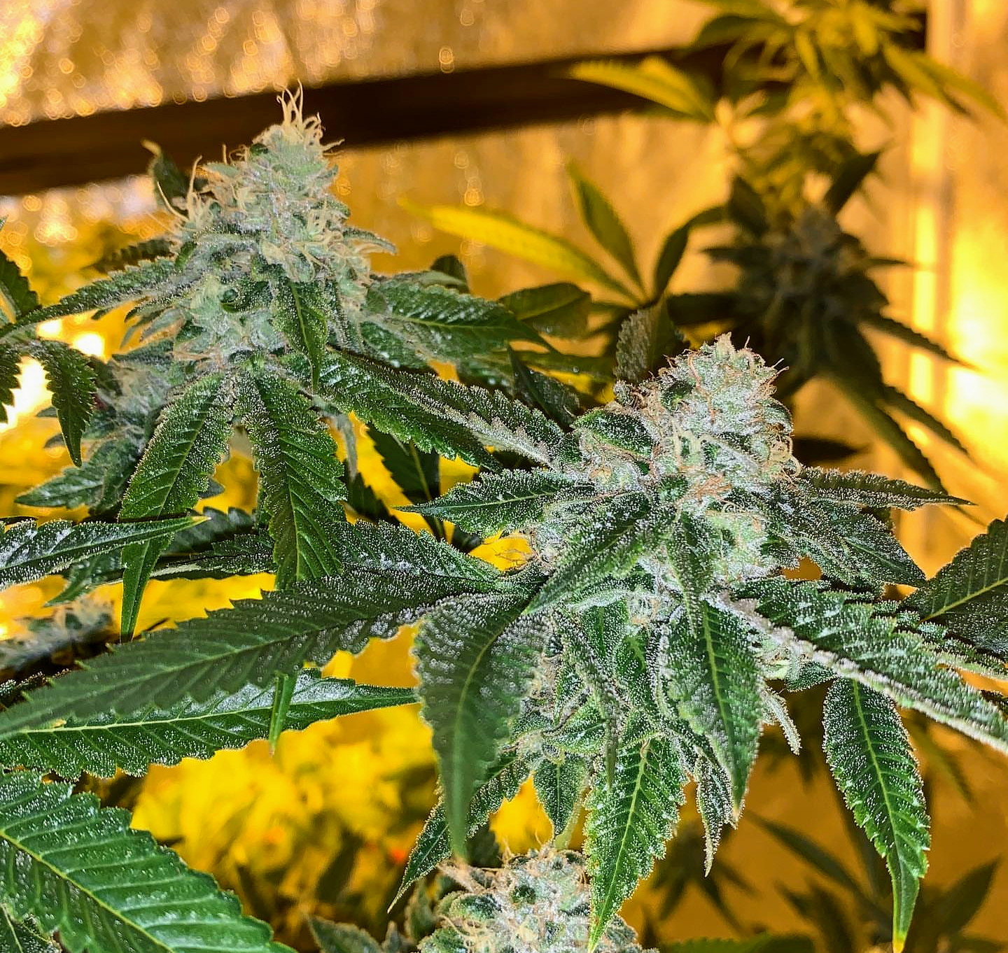 An image of Eskimo Cookies