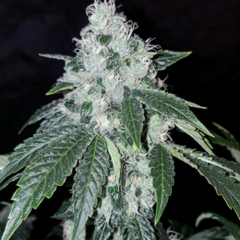 An image of Lemon S.A.G.E. OG