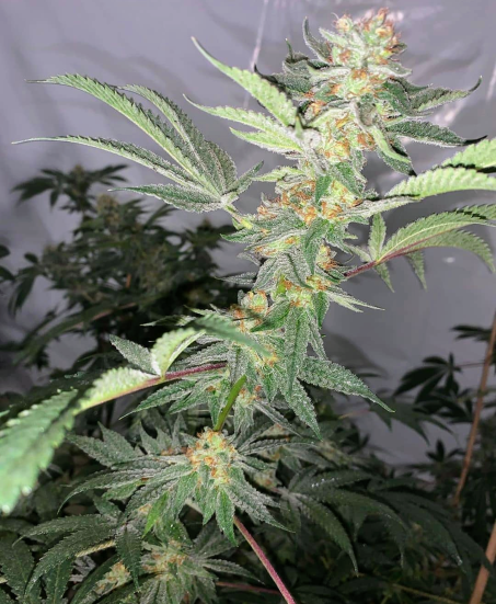 An image of Wonder Weed
