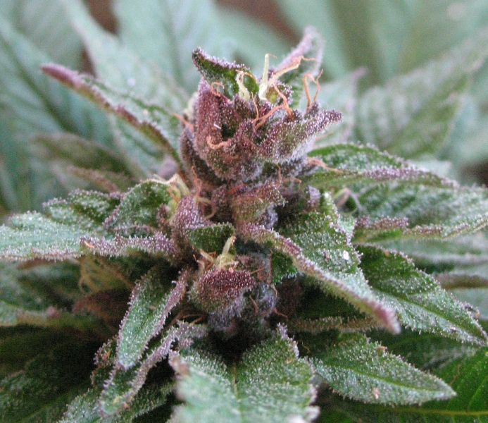An image of BlackGrape