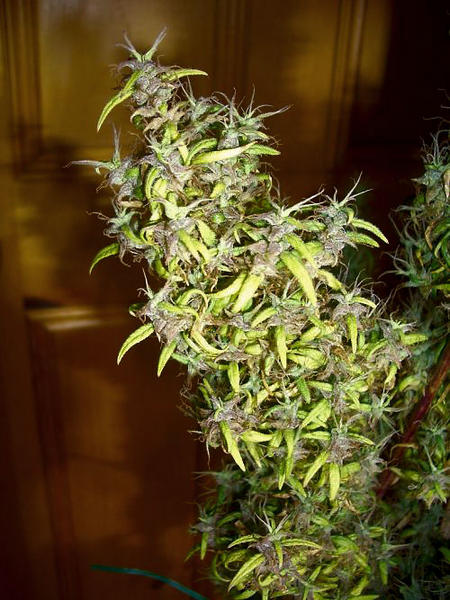An image of Colombian Black