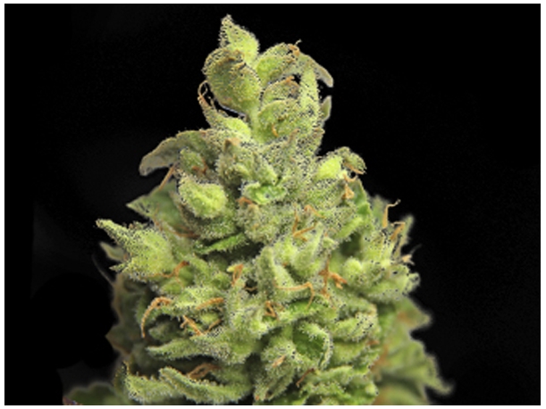 An image of Amnesia Rau300