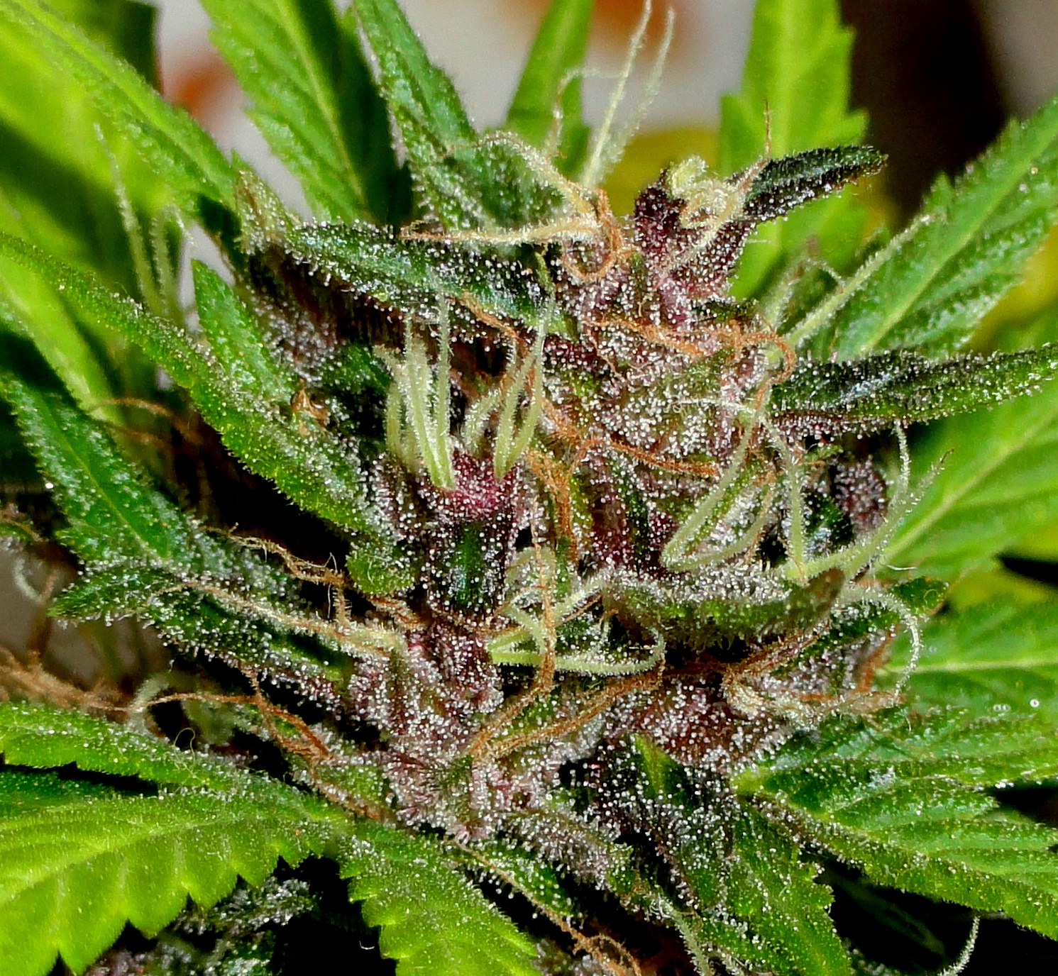 An image of Malva Silvestre