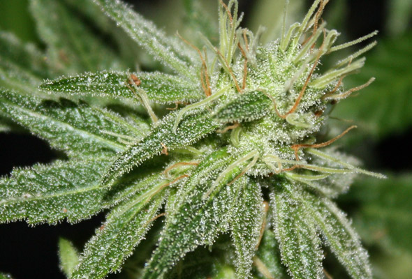 An image of Deep Purple Querkle