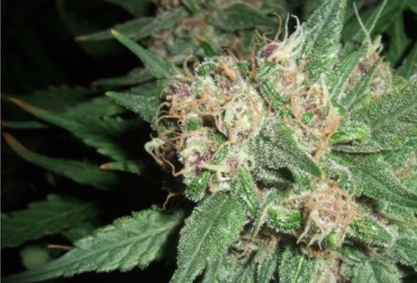 An image of Smelly Cherry