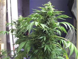 An image of Big White