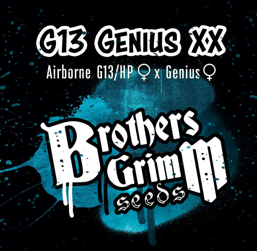 An image of G-13 Genius XX