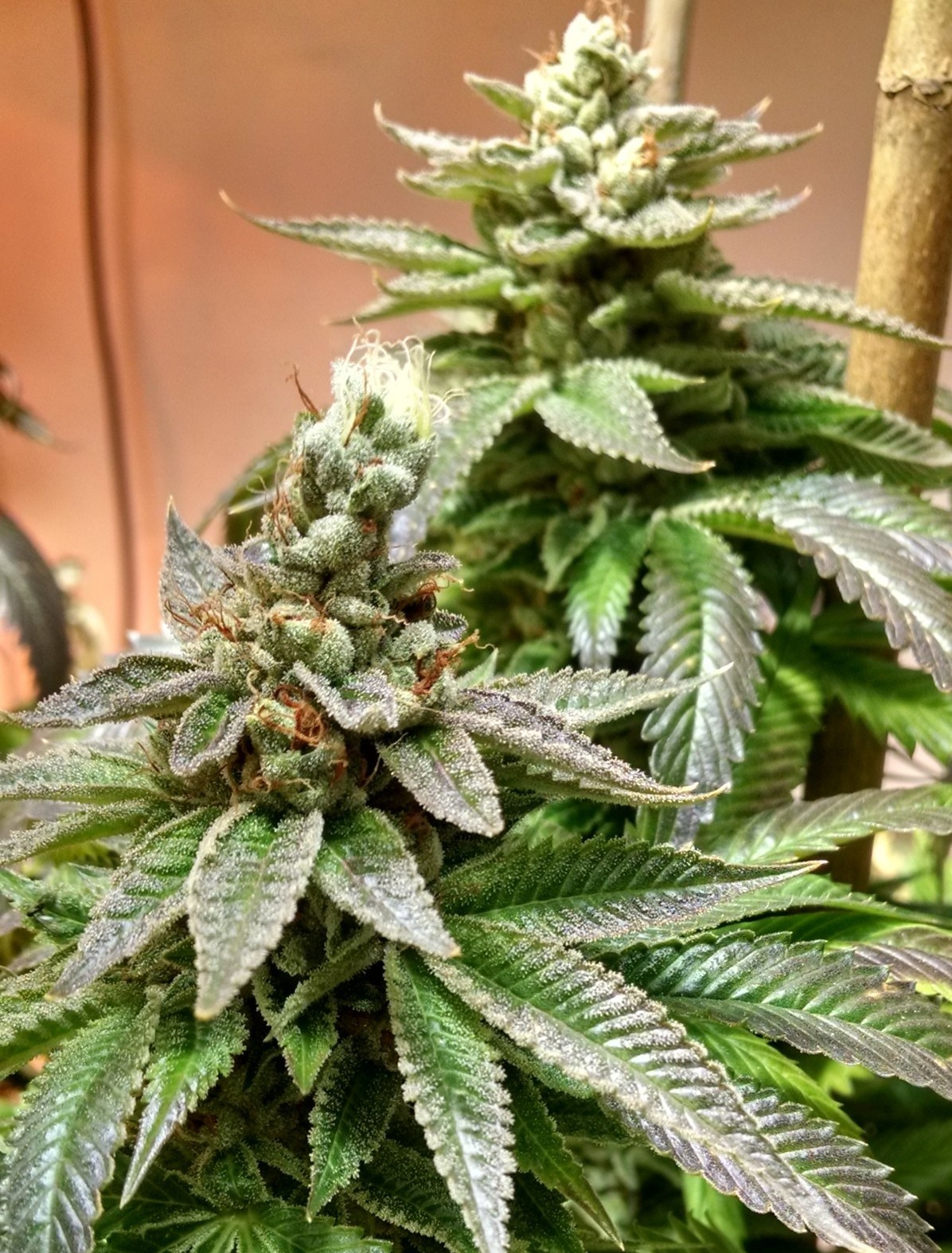 An image of Hashmaster