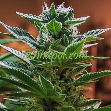 An image of Headband x C99