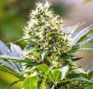 An image of Strawberry Diesel x C99