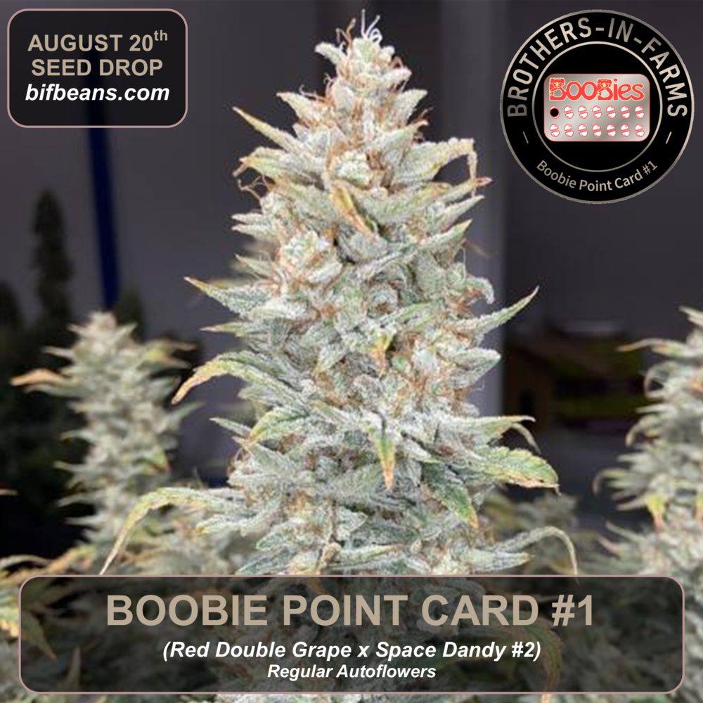 An image of Boobie Point Card #1