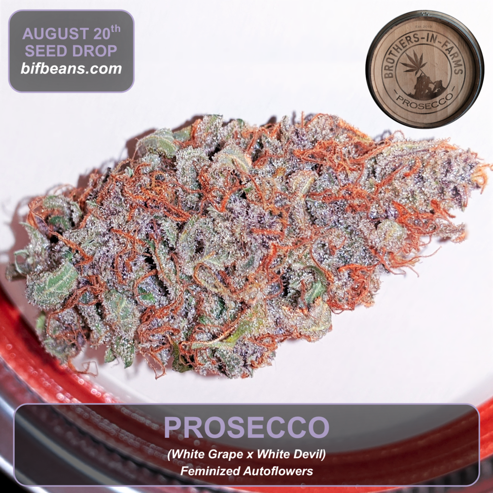 An image of Prosecco