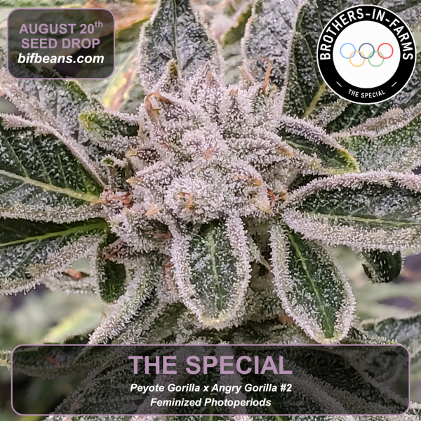 An image of The-Special