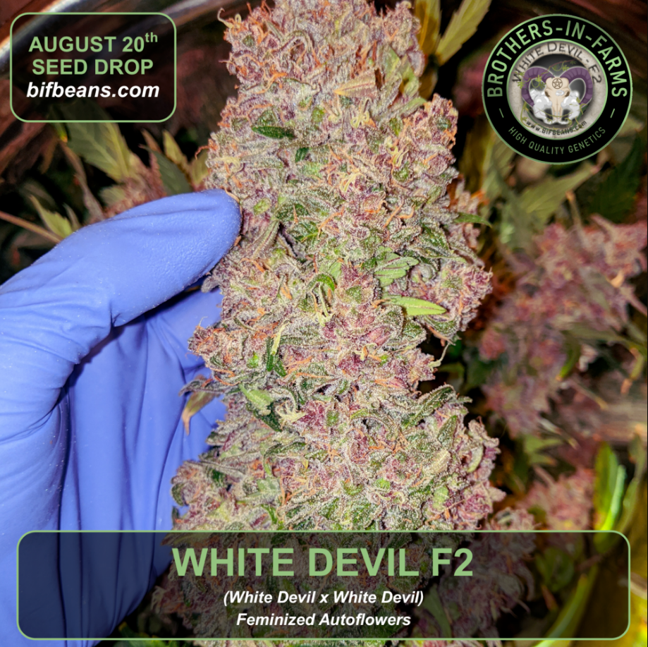 An image of White Devil