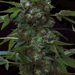 An image of AK