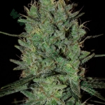 An image of Amnesia Haze