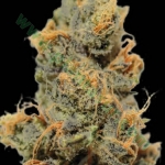 An image of Ananas Funk