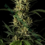 An image of Auto Amnesia Platinum